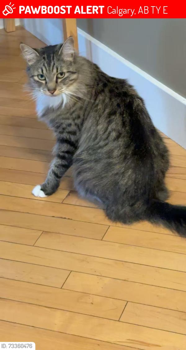 Lost Female Cat last seen Evergreen SW, Calgary, AB T2Y 5E6