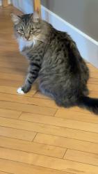 Lost Female Cat last seen Evergreen SW, Calgary, AB T2Y 5E6