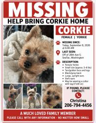 Lost Female Dog last seen S. 166th street and 37th Ave South, SeaTac, WA 98188