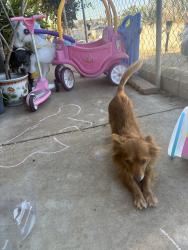 Lost Male Dog last seen Near casa pl national city CA 91950, National City, CA 91950