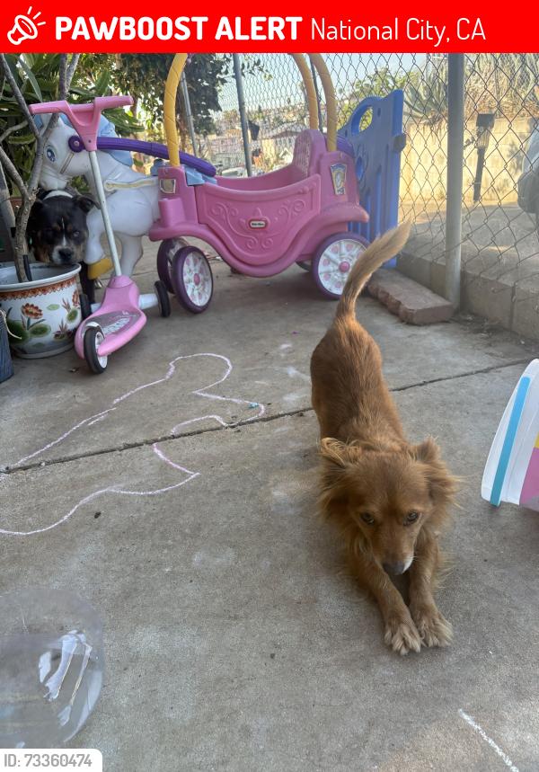 Lost Male Dog last seen Near casa pl national city CA 91950, National City, CA 91950