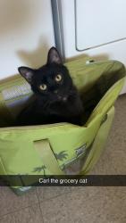 Reunited Male Cat last seen Broadway Ln, Lemon Grove, CA 91945, USA, Lemon Grove, CA 91945