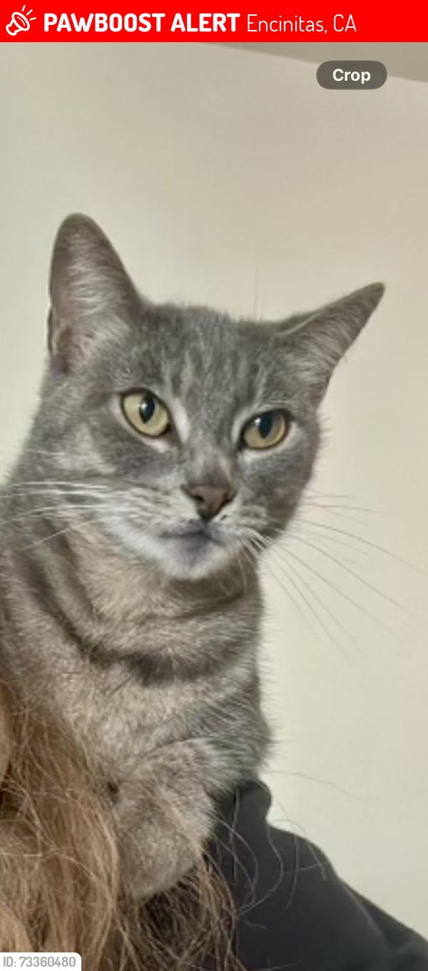 Lost Female Cat last seen Requeza, Encinitas, CA 92024
