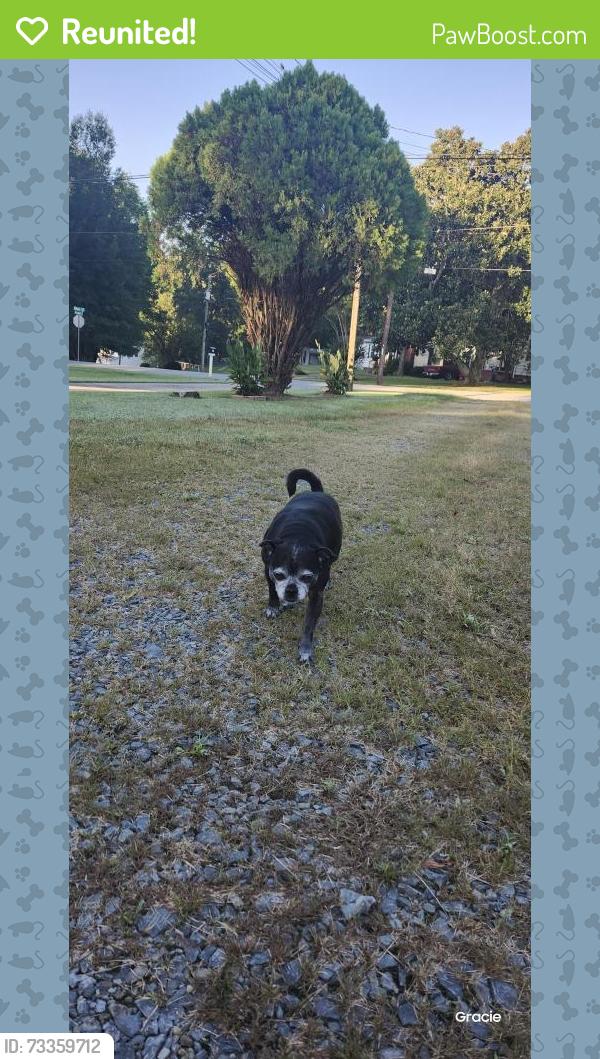 Reunited Female Dog last seen Wilson St NE and Shamrock, Concord, NC 28025