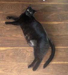Reunited Male Cat last seen 222nd st and Halldale, Torrance, CA 90501