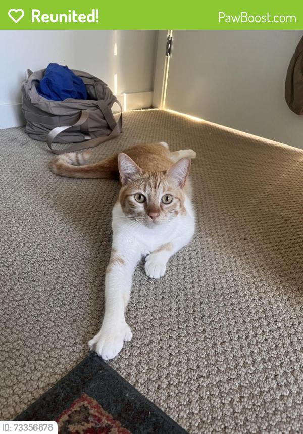 Reunited Male Cat last seen Viewmount Ct, Tigard, OR 97223