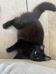 Reunited Female Cat last seen 8th and Brannan, San Francisco, CA 94103