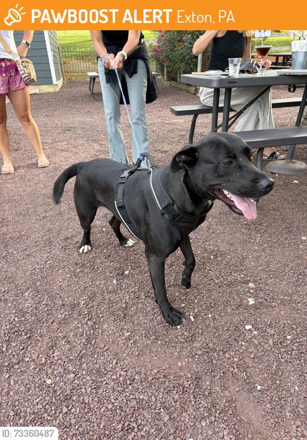 Found/Stray Female Dog last seen Lionville Middle School, Exton, PA 19341
