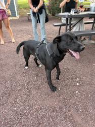 Found/Stray Female Dog last seen Lionville Middle School, Exton, PA 19341