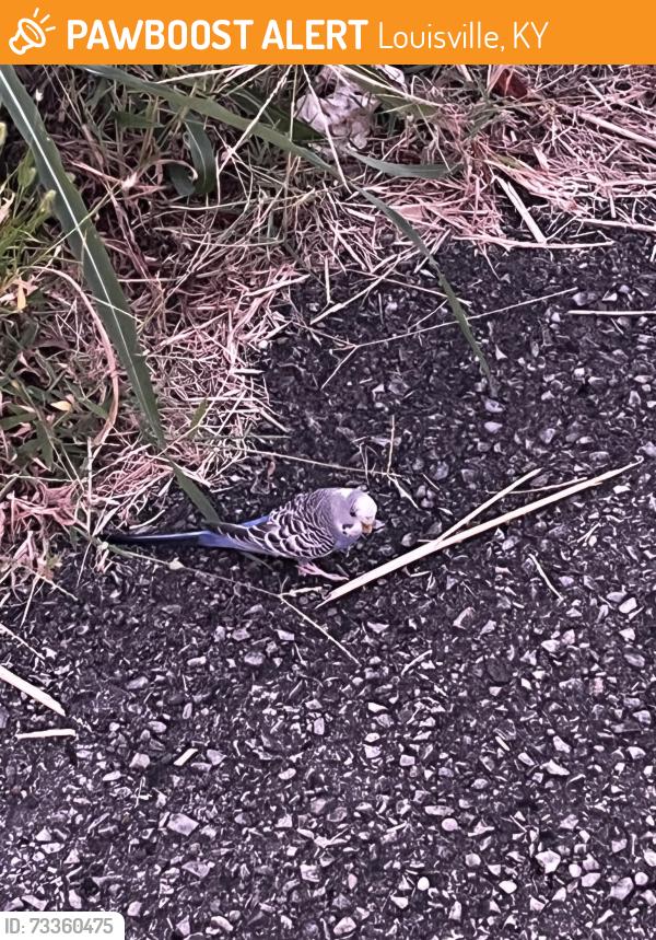 Found/Stray Unknown Bird last seen Saw it around 8:00pm this Evening in front of the old abandoned billiards hall behind the skyline chili on Dupont Circle, Louisville, KY 40207