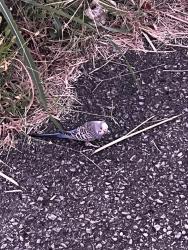 Found/Stray Unknown Bird last seen Saw it around 8:00pm this Evening in front of the old abandoned billiards hall behind the skyline chili on Dupont Circle, Louisville, KY 40207