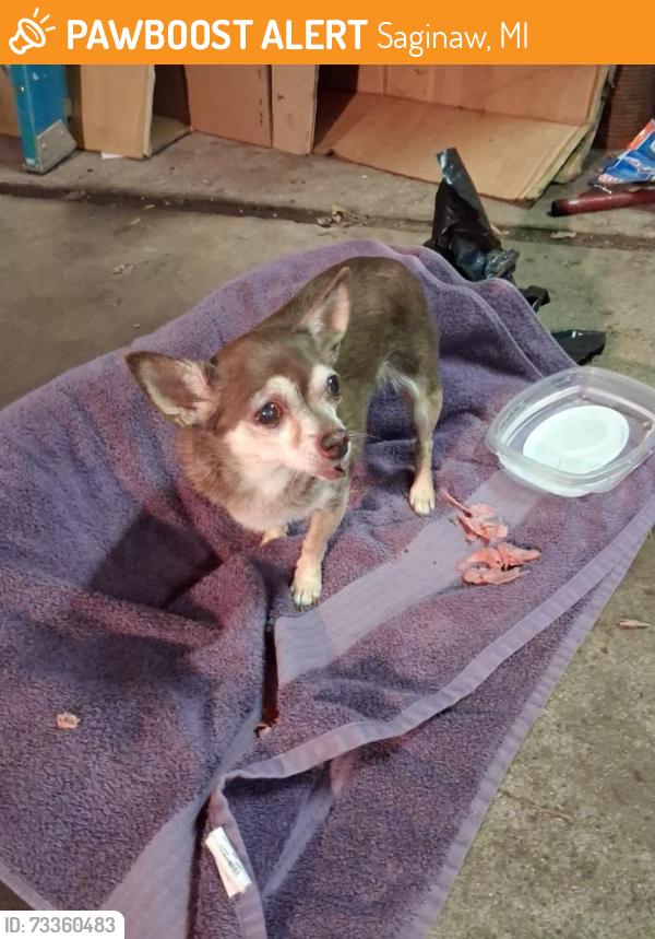 Found/Stray Female Dog last seen Barnard, Saginaw, MI 48602