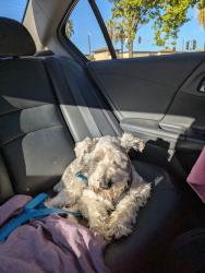 Reunited Male Dog last seen Arnold Gamble and honor parkway, Sacramento, CA 95835
