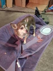 Found/Stray Female Dog last seen Barnard, Saginaw, MI 48602