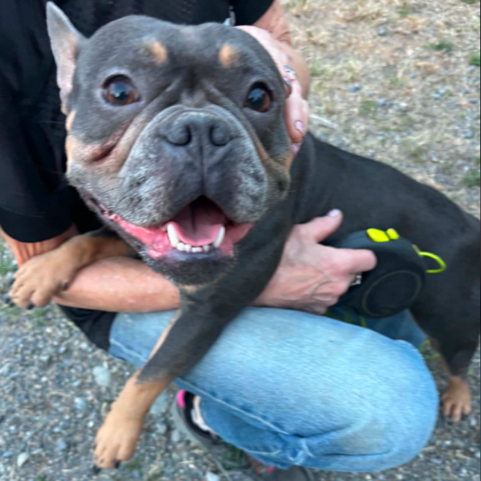 Shelter Stray Female Dog last seen , 2608 Center St, Tacoma, WA 98409, USA
