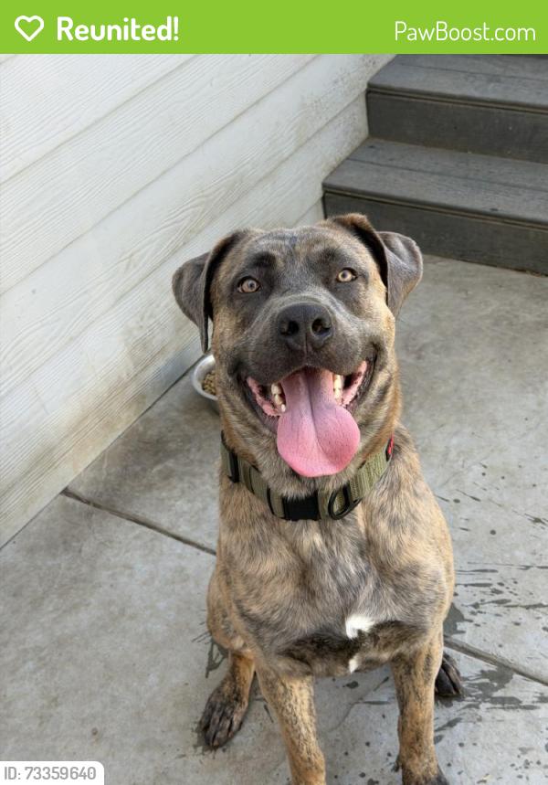 Reunited Male Dog last seen Near Monroe Ave, Romoland, CA 92585, USA, Romoland, CA 92585