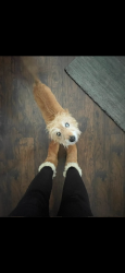 Lost Male Dog last seen Off of Bethel Drive. Mauldin SC 29662, Mauldin, SC 29662