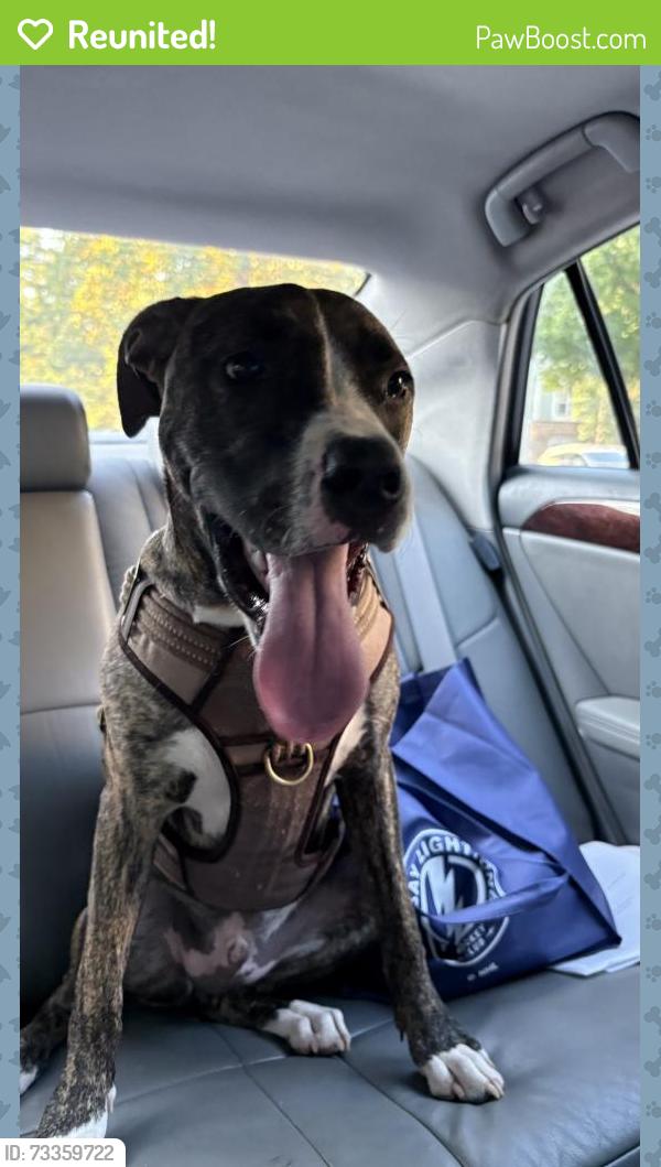Reunited Male Dog last seen Columbine rd and Pinchot dr, Asheville, NC 28704