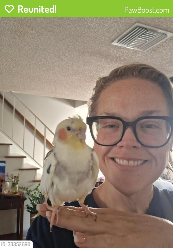 Reunited Male Bird last seen Corner of Fletcher and Rome, Tampa, FL 33613