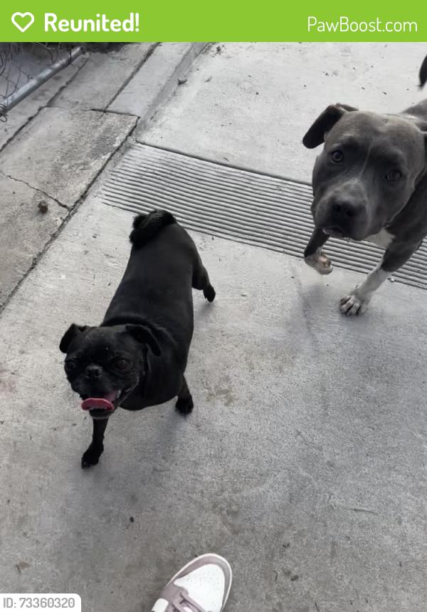 Reunited Unknown Dog last seen Magnolia Ave, Chino, CA 91710, USA, Chino, CA 91710