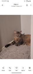 Lost Female Cat last seen B Street and 3 Street, Empire, CA 95319