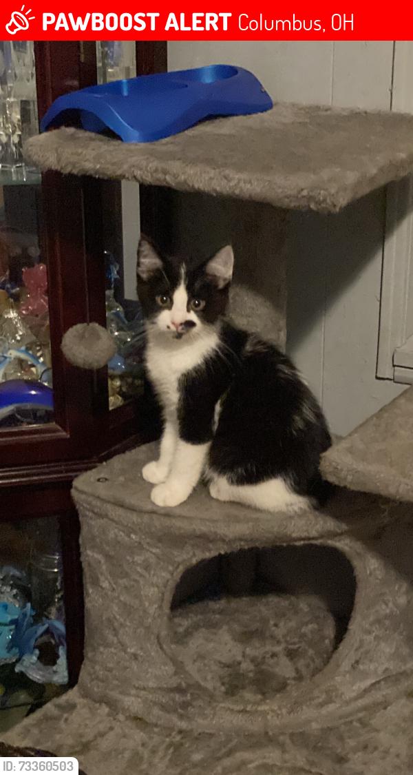 Lost Female Cat last seen Groveport road and Elwood ave, Columbus, OH 43207