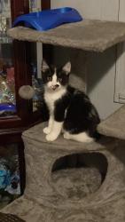Lost Female Cat last seen Groveport road and Elwood ave, Columbus, OH 43207