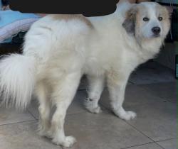 Lost Male Dog last seen Coconut road, West Palm Beach, FL 33413