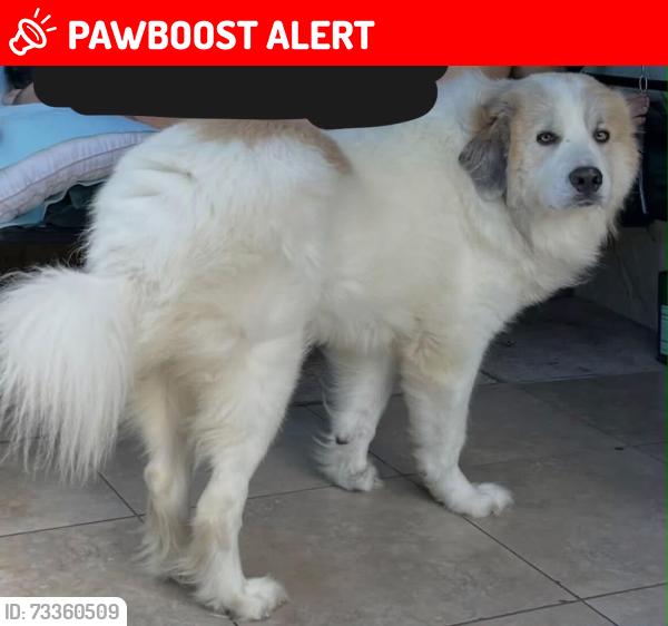 Lost Male Dog last seen Coconut road, West Palm Beach, FL 33413