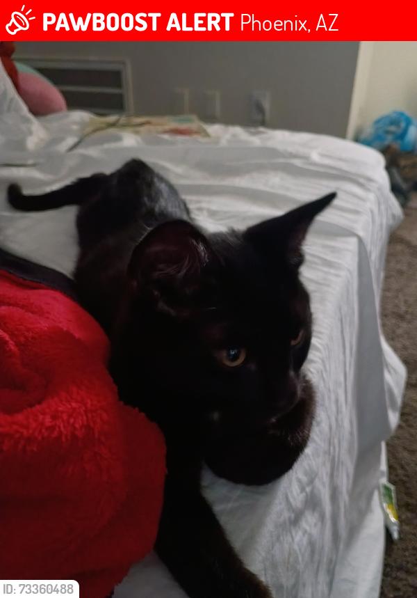 Lost Male Cat last seen 7th st and roeser, Phoenix, AZ 85040