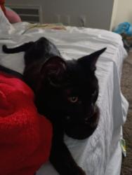 Lost Male Cat last seen 7th st and roeser, Phoenix, AZ 85040