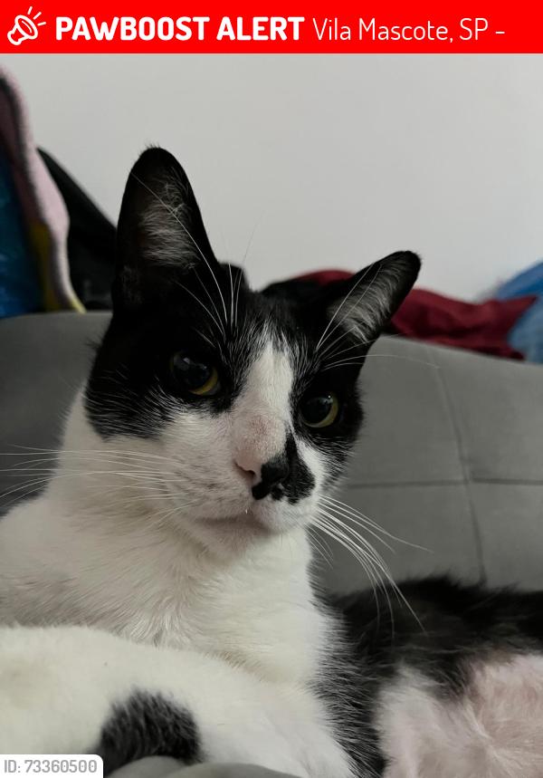 Lost Male Cat last seen Em frente OXXI da Av. Mascote, paralelo a R, Santa e R, Arapa, Vila Mascote, SP 04363-000