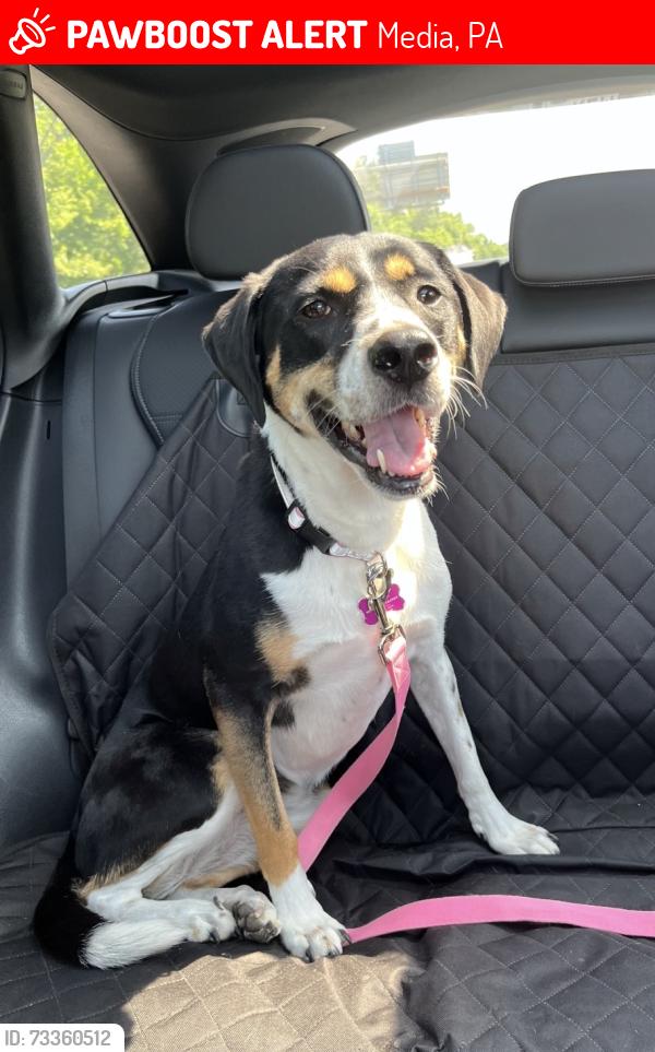 Lost Female Dog last seen Providence Animal Center, Media, PA 19063