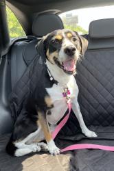 Lost Female Dog last seen Providence Animal Center, Media, PA 19063