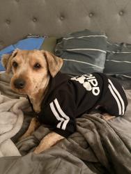 Lost Female Dog last seen JFK BLVD. And Paterson Plank Road, North Bergen, NJ 07047