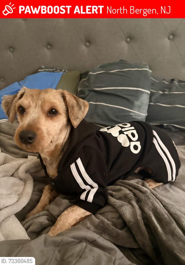 Lost Female Dog last seen JFK BLVD. And Paterson Plank Road, North Bergen, NJ 07047
