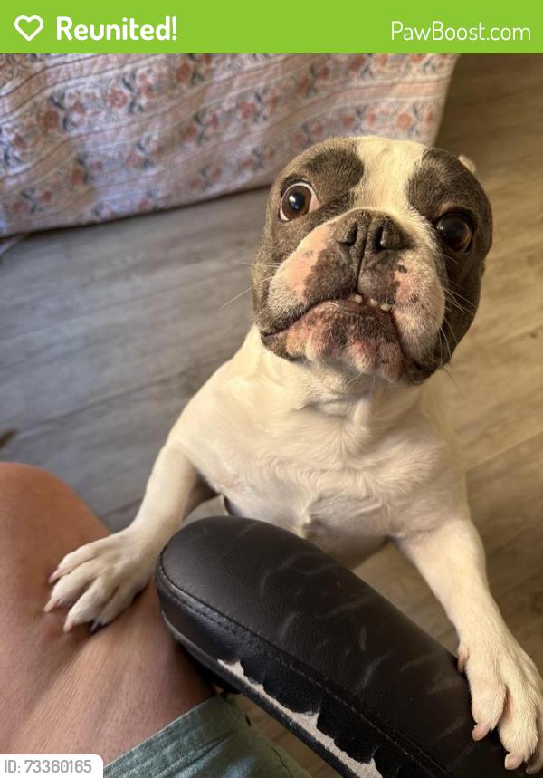 Reunited Male Dog last seen Elliot/ Mcqueen, Gilbert, AZ 85233