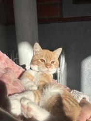 Lost Male Cat last seen Perto do comercial Herondi, Olaria, RS 92035-750