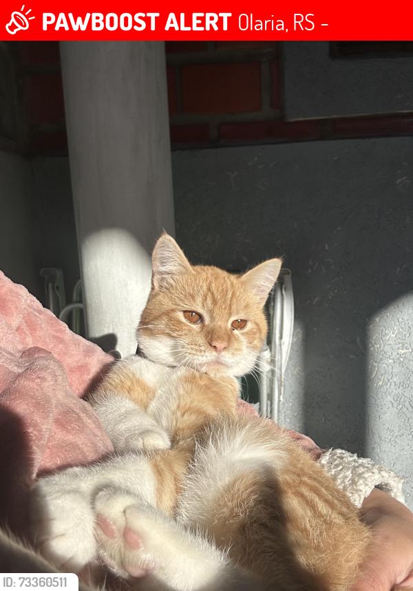 Lost Male Cat last seen Perto do comercial Herondi, Olaria, RS 92035-750