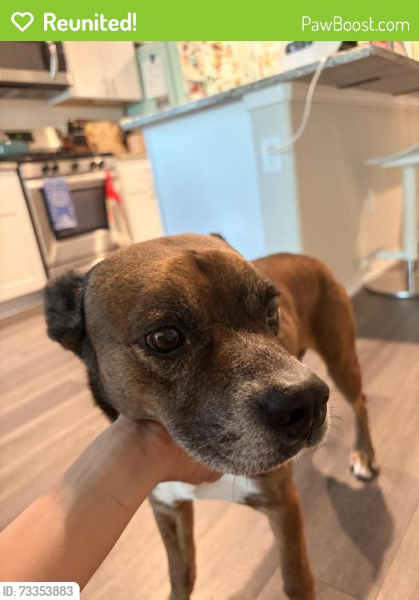 Reunited Male Dog last seen Near Cypresswood and Guinstead Dr, Spring, TX 77387