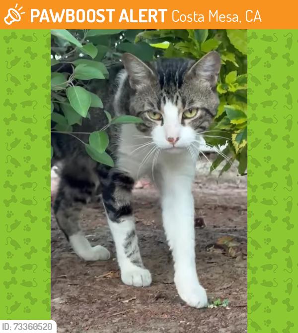 Found/Stray Unknown Cat last seen Merrimac Way, Costa Mesa, CA 92626, Costa Mesa, CA 92626