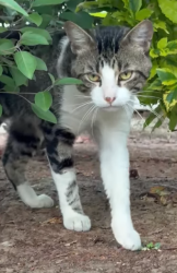 Found/Stray Unknown Cat last seen Merrimac Way, Costa Mesa, CA 92626, Costa Mesa, CA 92626