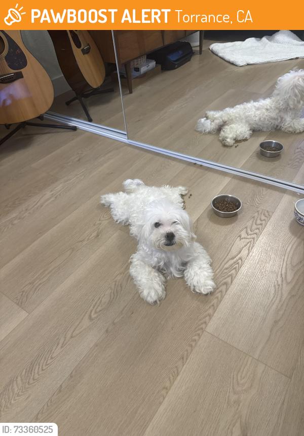 Found/Stray Male Dog last seen 190th and Hawthorne Blvd, Torrance, CA 90503