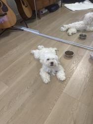 Found/Stray Male Dog last seen 190th and Hawthorne Blvd, Torrance, CA 90503