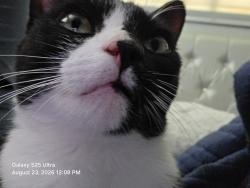 Lost Female Cat last seen Near Buenos Aires Blvd, Westerville, OH 43081