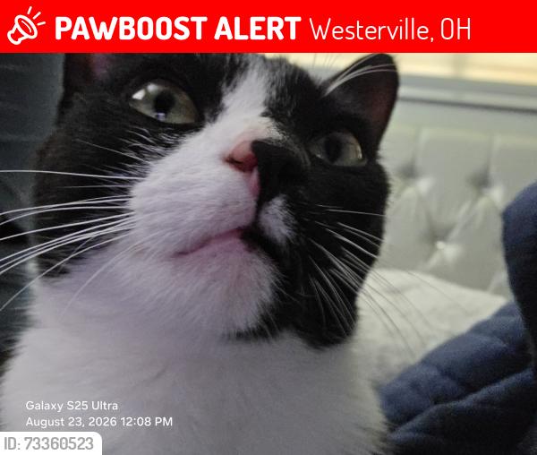 Lost Female Cat last seen Near Buenos Aires Blvd, Westerville, OH 43081