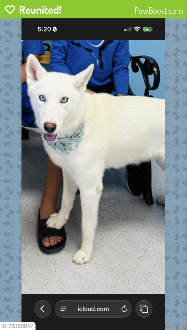 Reunited Female Dog last seen W Cheery Lynn Rd Phoenix, AZ 85033 United States, Phoenix, AZ 85033