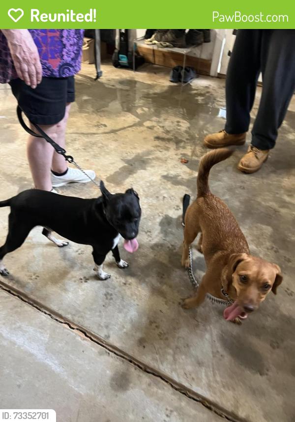 Reunited Female Dog last seen Cardinal Woods, Easley, SC 29642
