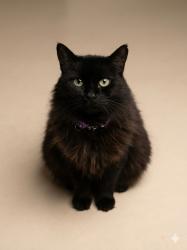 Lost Female Cat last seen Esquina com ylizerio de Lourdes próximo a hiper Farma, Atuba, PR 83408-280
