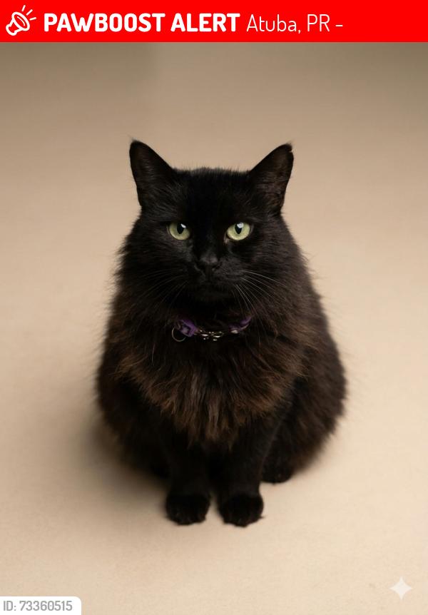 Lost Female Cat last seen Esquina com ylizerio de Lourdes próximo a hiper Farma, Atuba, PR 83408-280